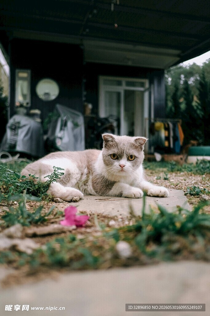 庭院中休憩的可爱猫咪