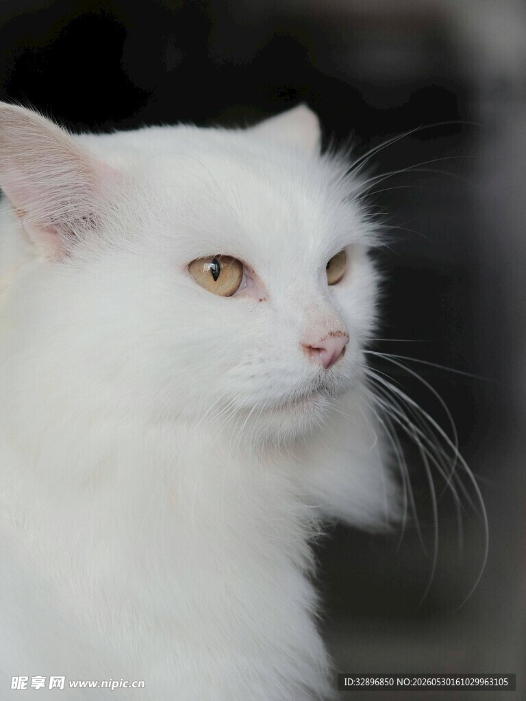 纯白长毛猫优雅侧颜