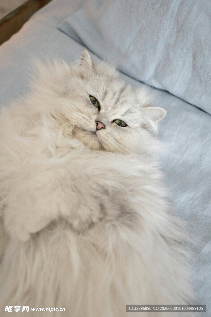躺卧的蓬松白毛猫咪