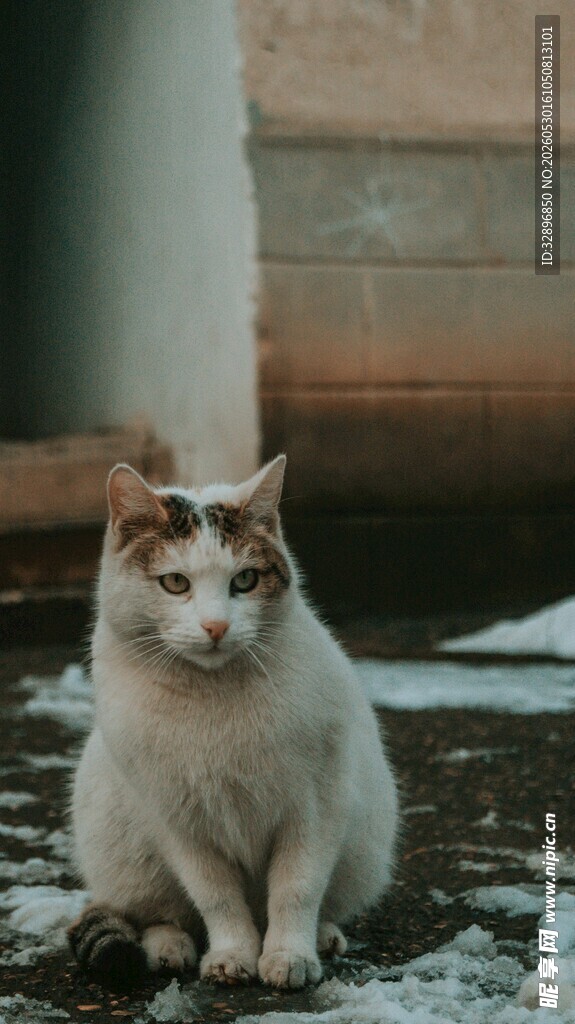雪地中的三色猫咪