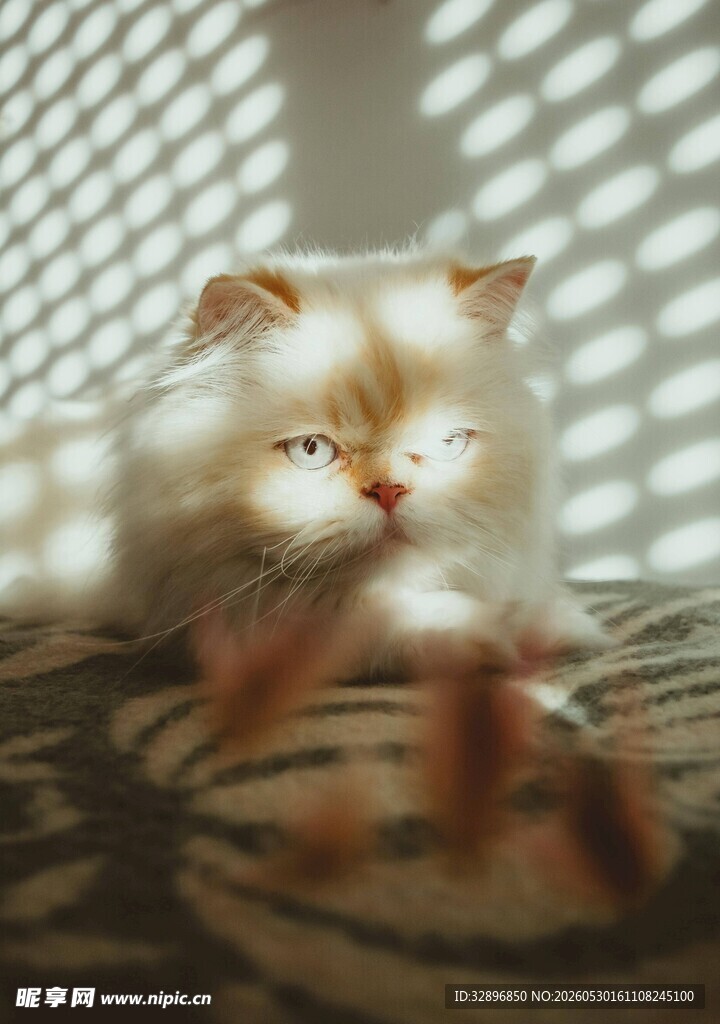 阳光下慵懒的猫咪