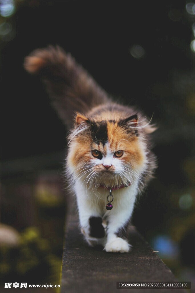 三色猫咪优雅走在木栏上