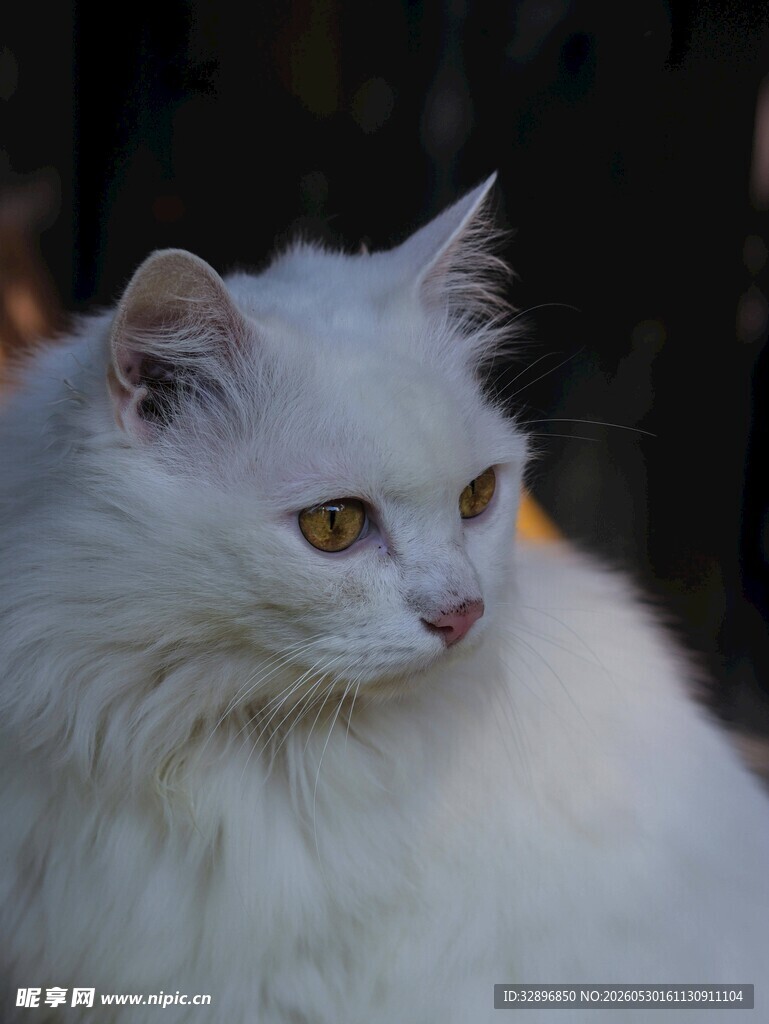 纯白长毛猫侧颜特写