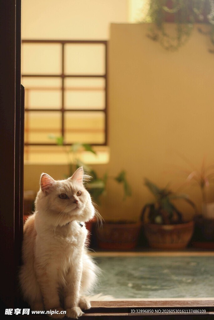窗边静坐的可爱猫咪