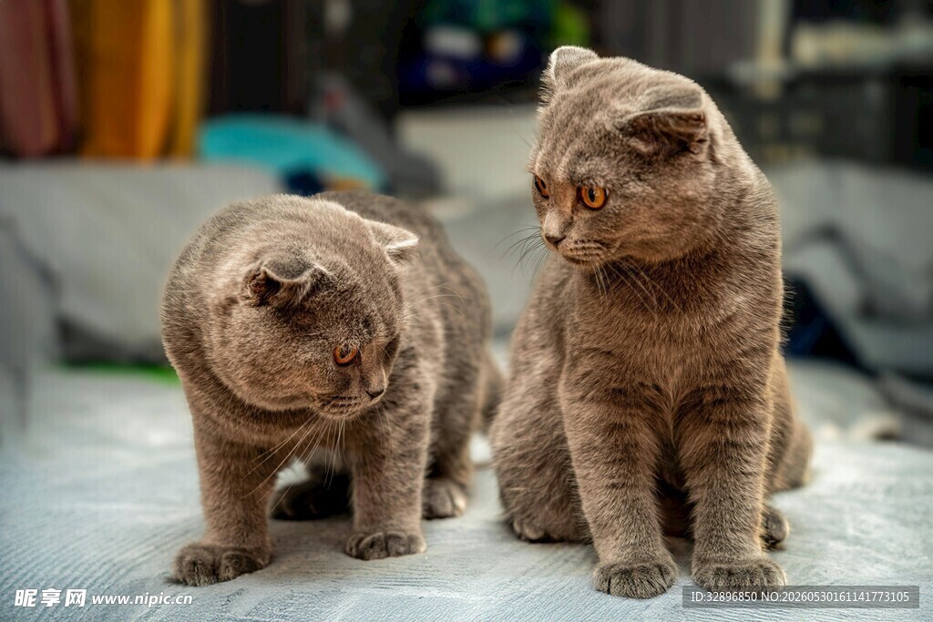 两只可爱的棕色猫咪