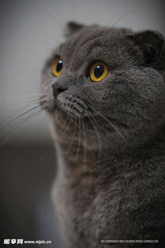 可爱灰猫抬头凝视