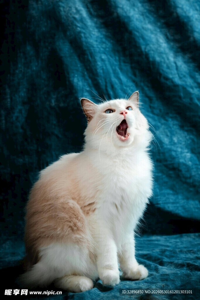 打哈欠的可爱猫咪