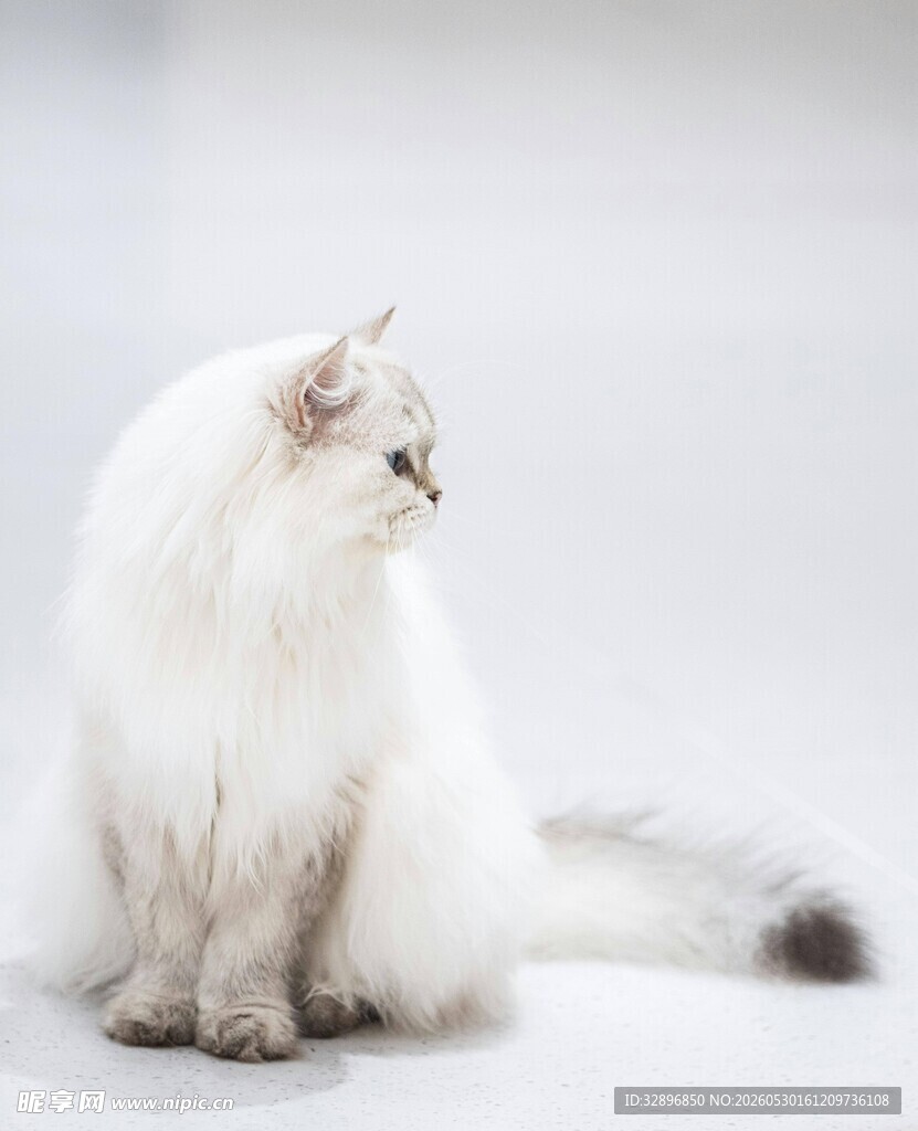 优雅白毛猫咪侧坐