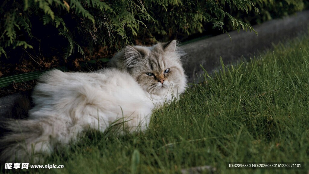 草地上休憩的长毛猫咪