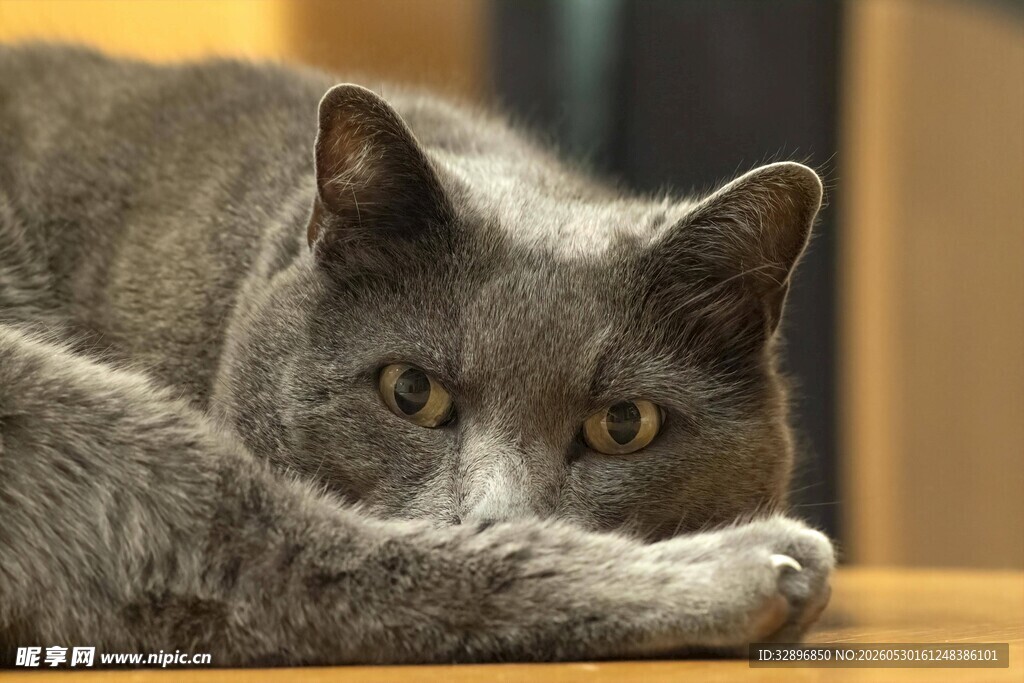 慵懒灰猫趴于木桌
