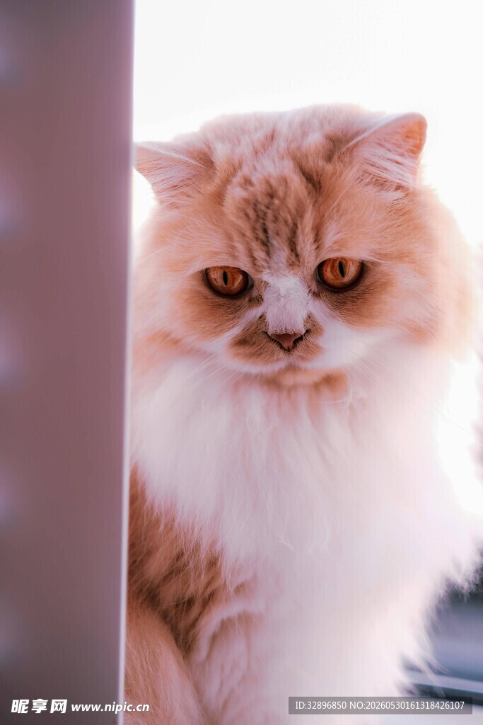 可爱长毛猫躲在角落张望