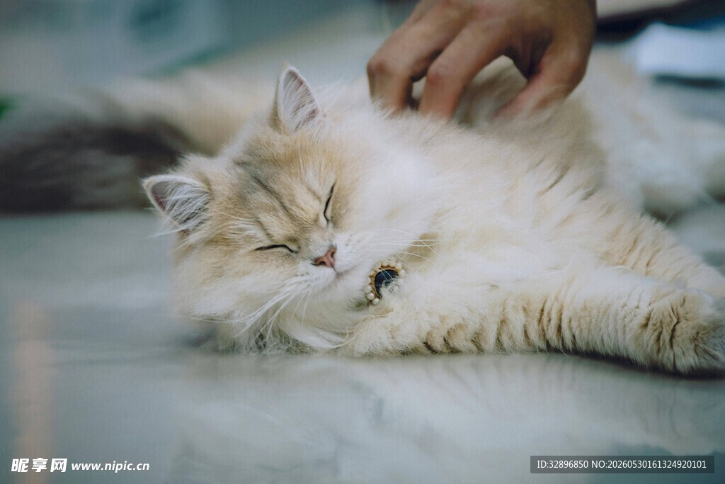 人宠互动猫咪惬意享受抚摸