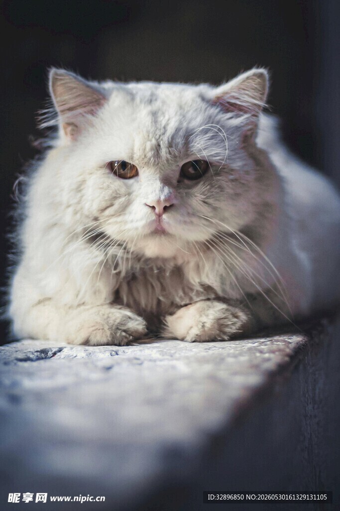 慵懒的长毛猫