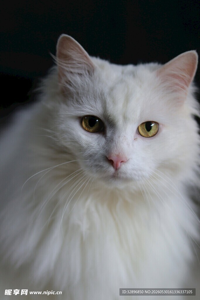 白毛猫咪特写