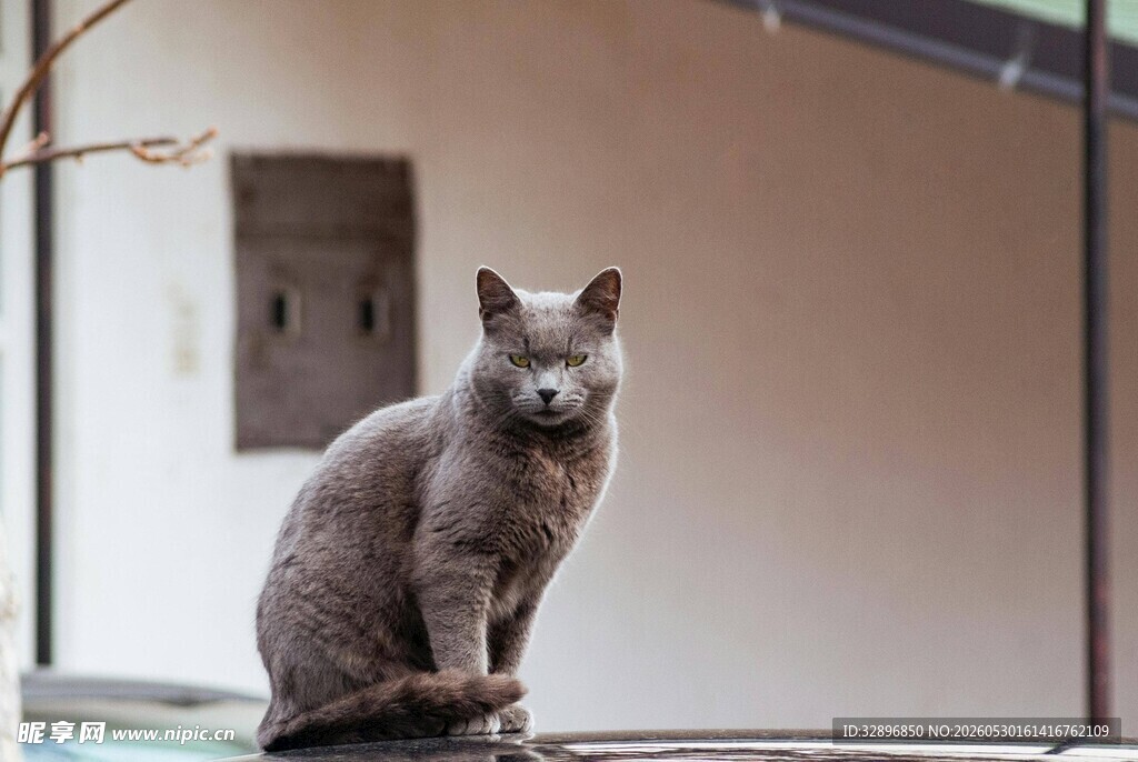 灰色猫咪端坐凝视