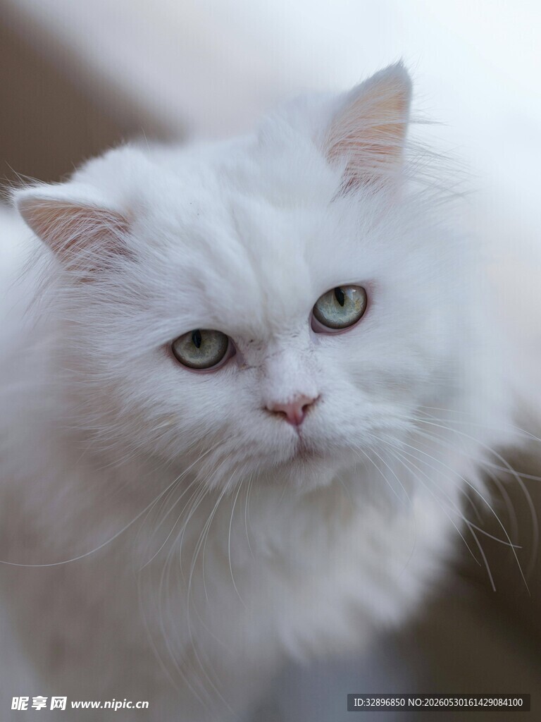 纯白长毛猫的优雅瞬间