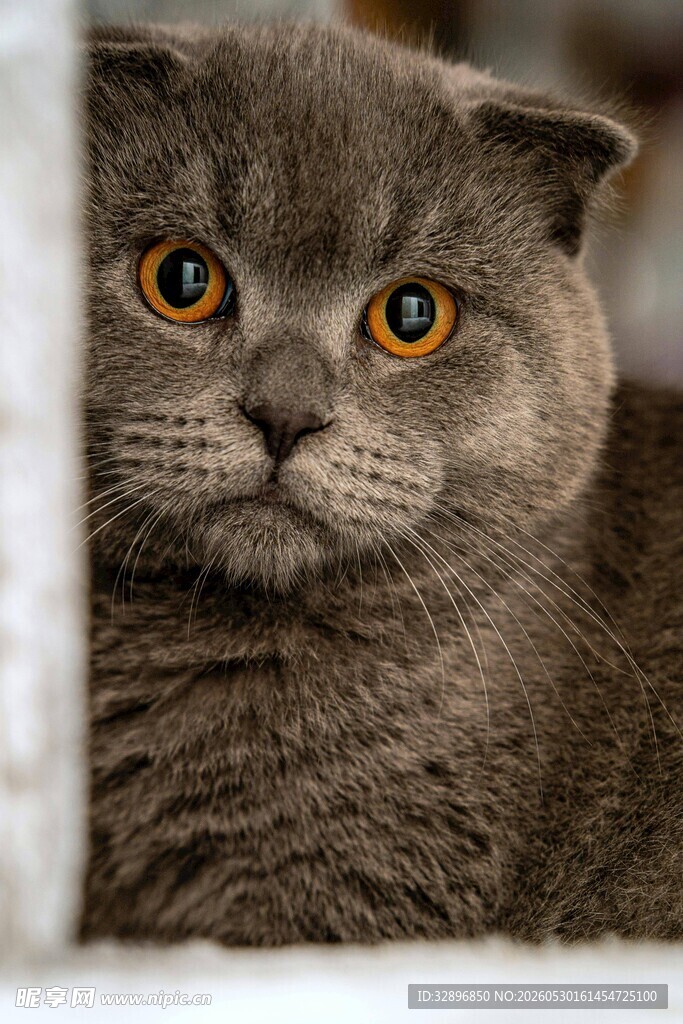 灰猫探头好奇张望