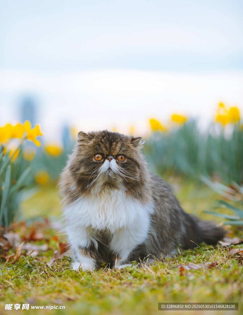 草地上的可爱波斯猫