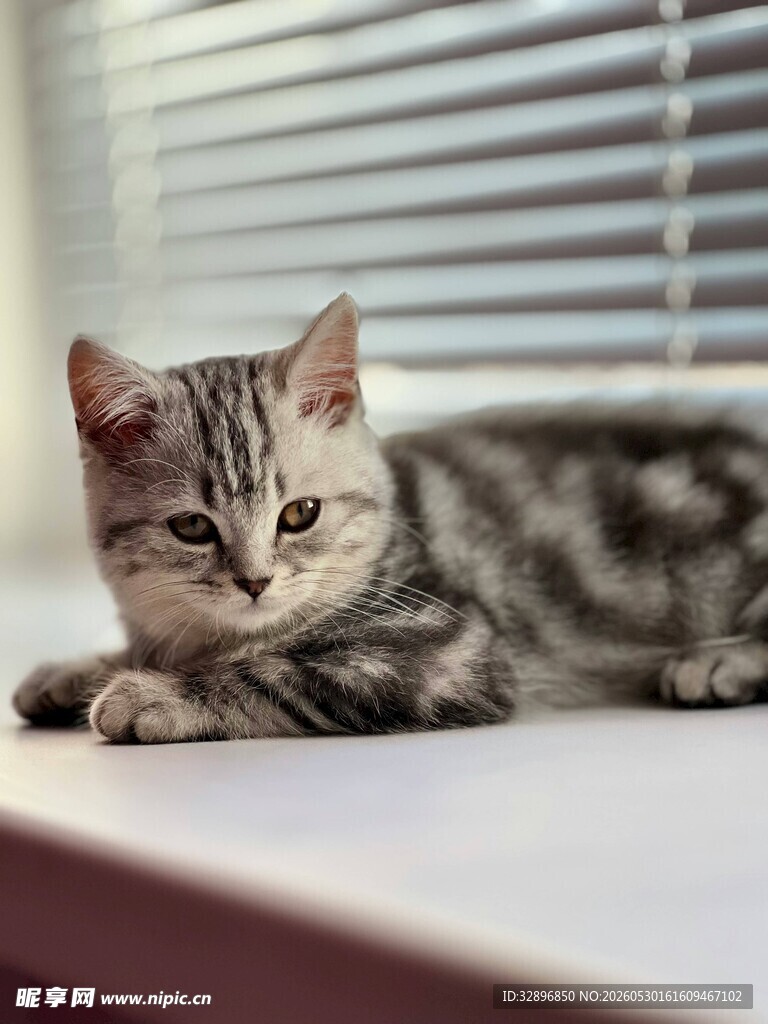 窗边慵懒小猫咪