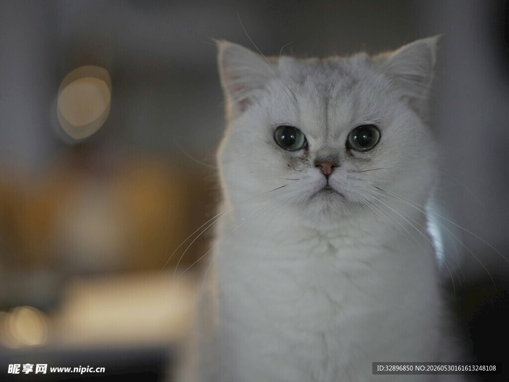 可爱银渐层猫咪特写