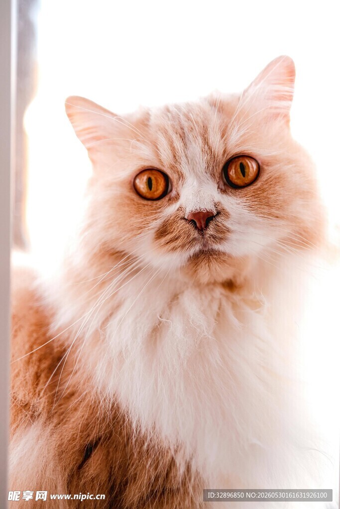 可爱长毛猫的好奇瞬间