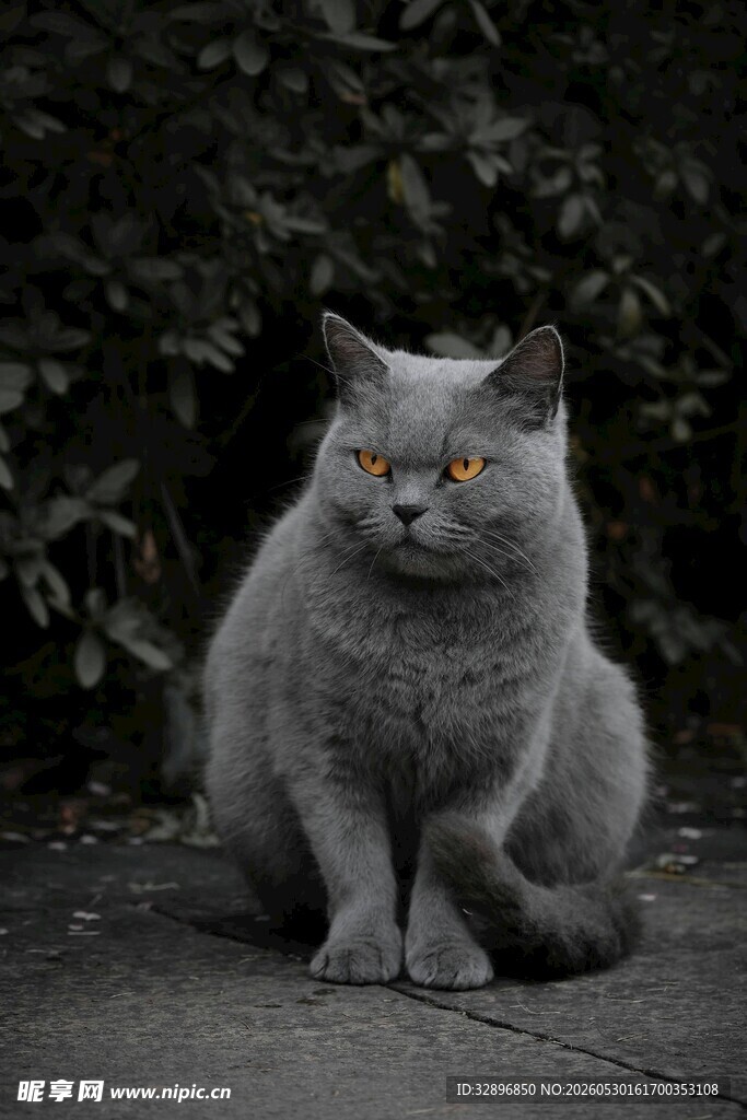 灰色猫咪蹲坐于绿植前