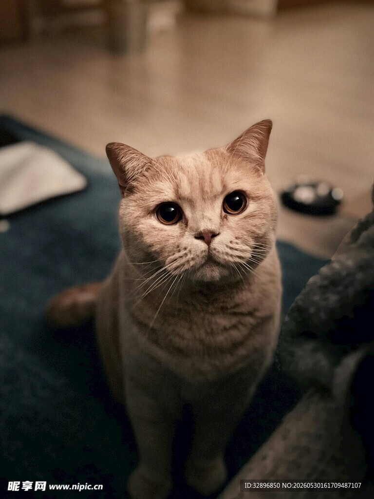 可爱猫咪端坐室内