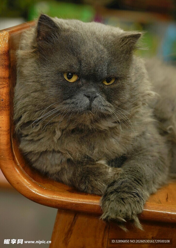 慵懒灰猫趴坐木椅