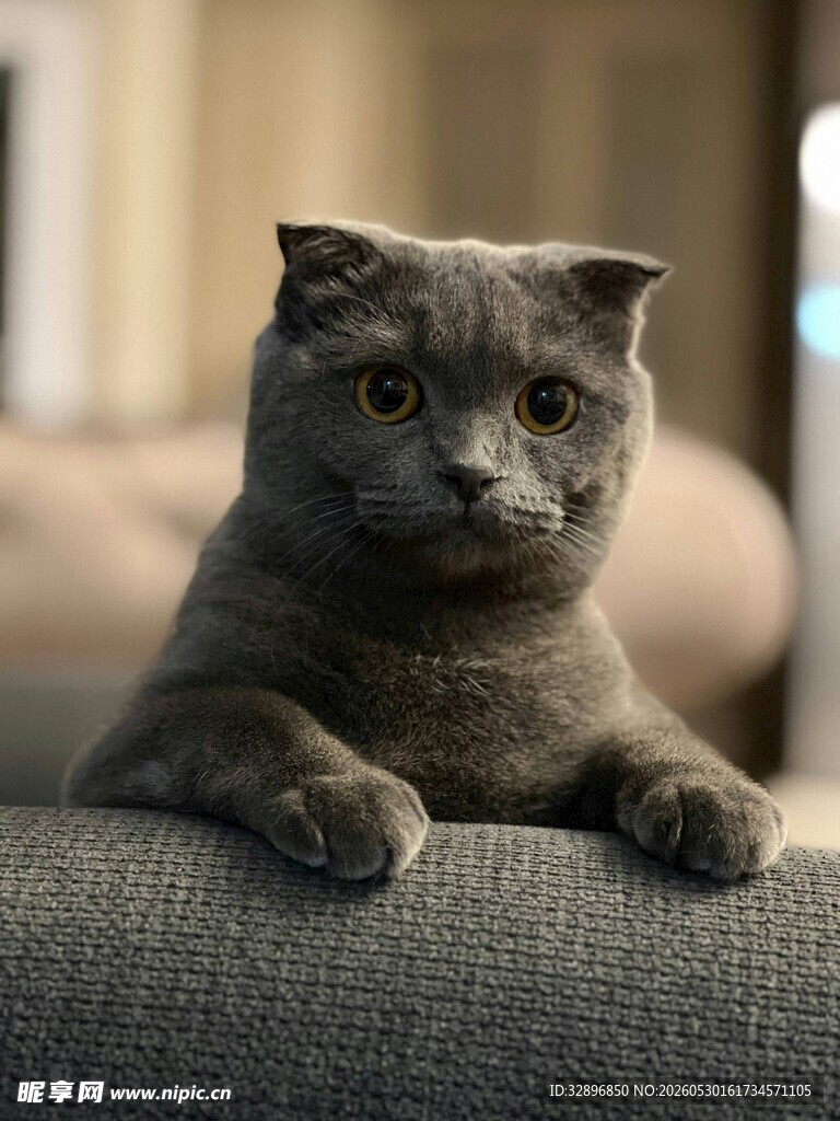 可爱灰猫趴沙发