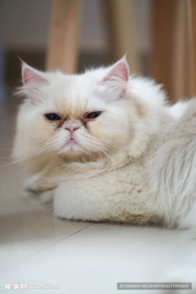 慵懒波斯猫惬意趴卧