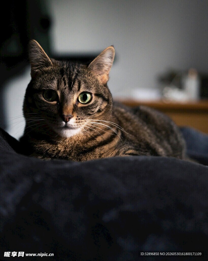 慵懒猫咪惬意趴卧