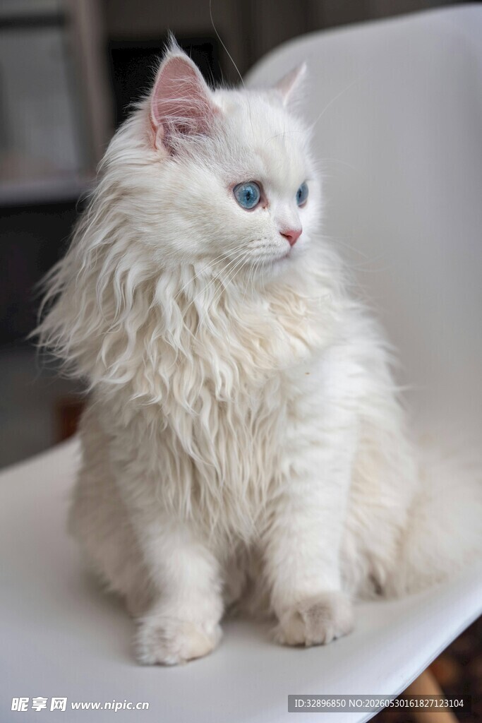 白色长毛猫优雅端坐