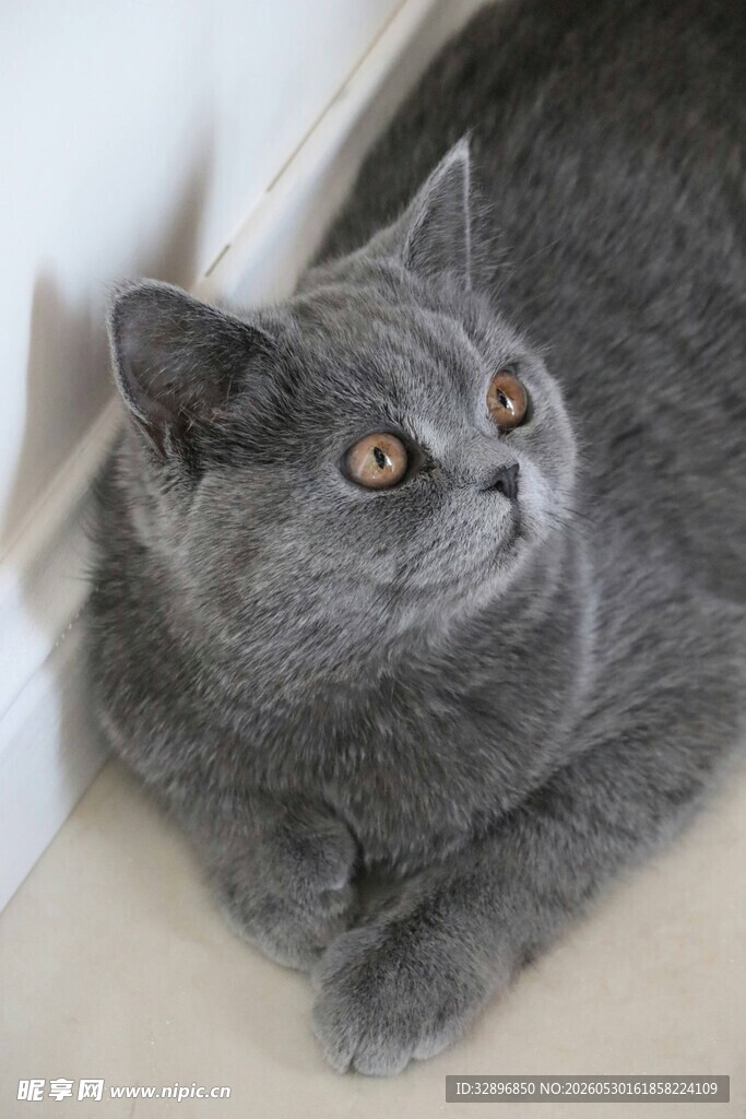 灰色萌猫侧卧抬头张望
