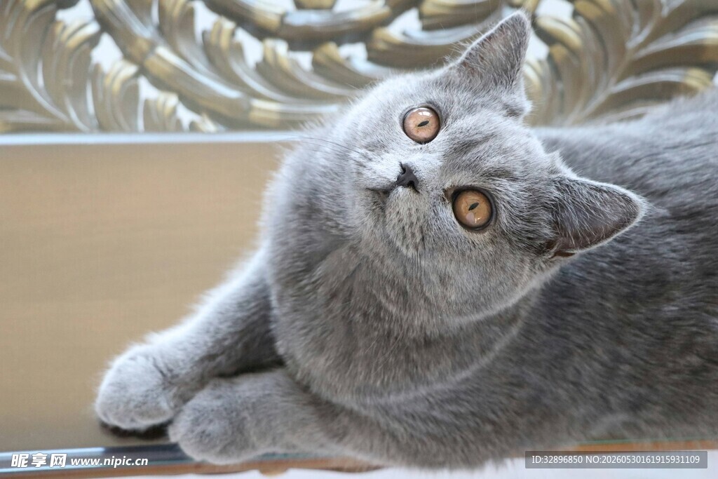 可爱灰猫惬意趴卧