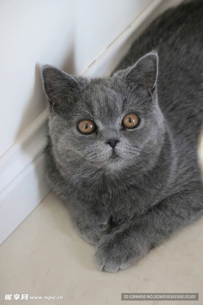 灰猫趴地好奇张望