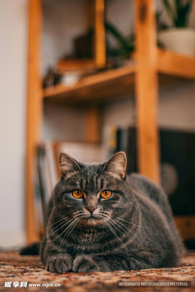 慵懒猫咪惬意趴卧