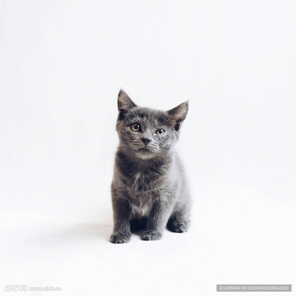 可爱小灰猫端坐