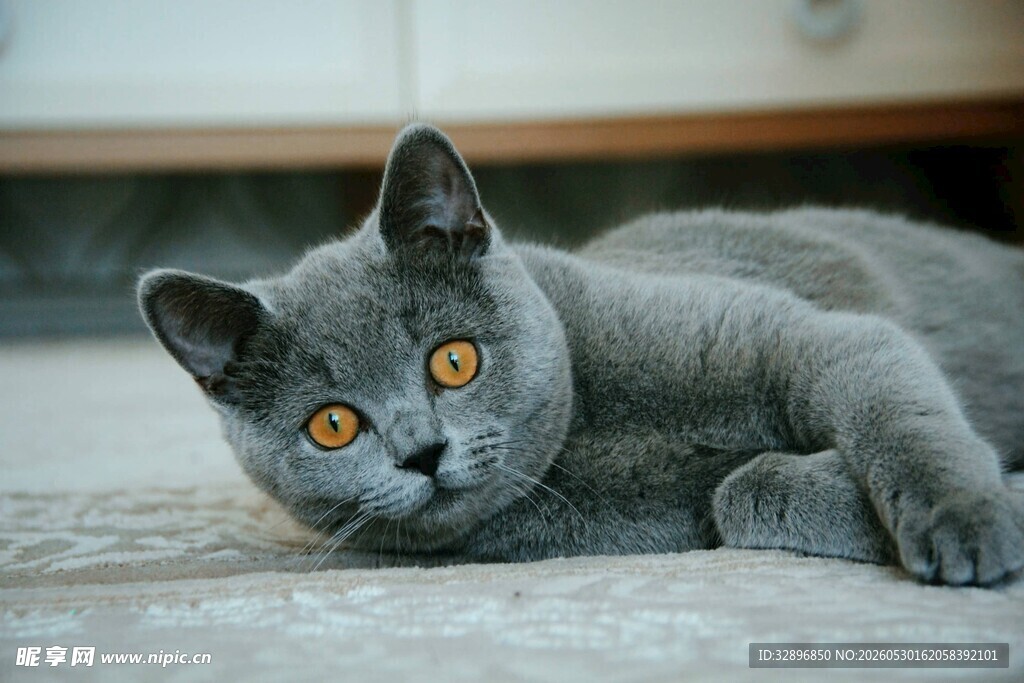 蓝猫趴地眼神灵动