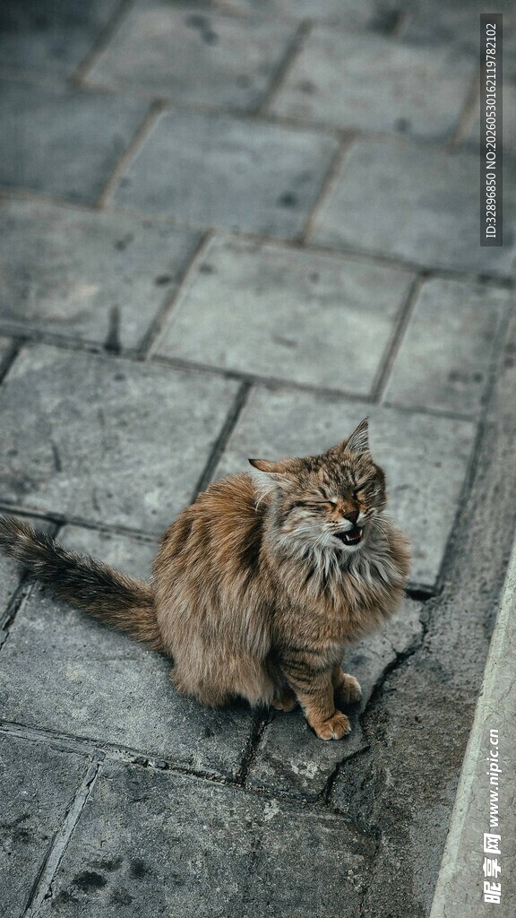 蹲坐石板上的可爱猫咪
