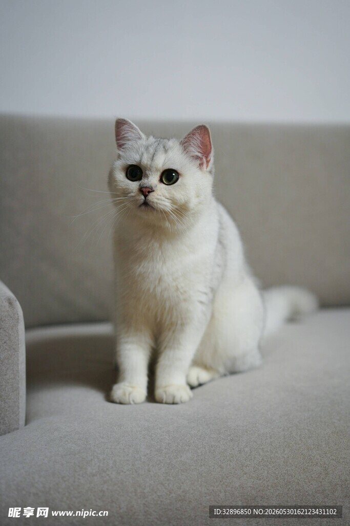 沙发上的可爱白色猫咪