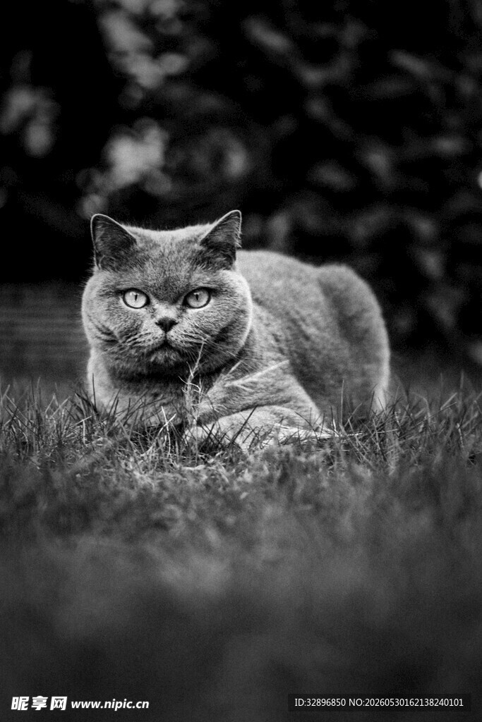 草地上的慵懒猫咪