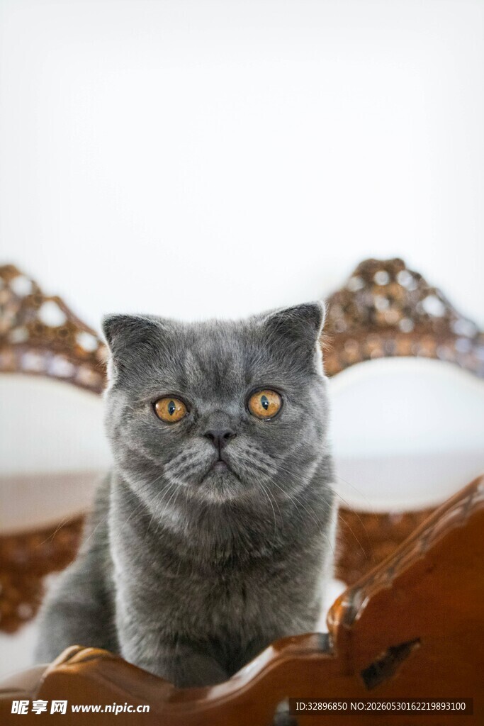 灰猫端坐棕色容器中