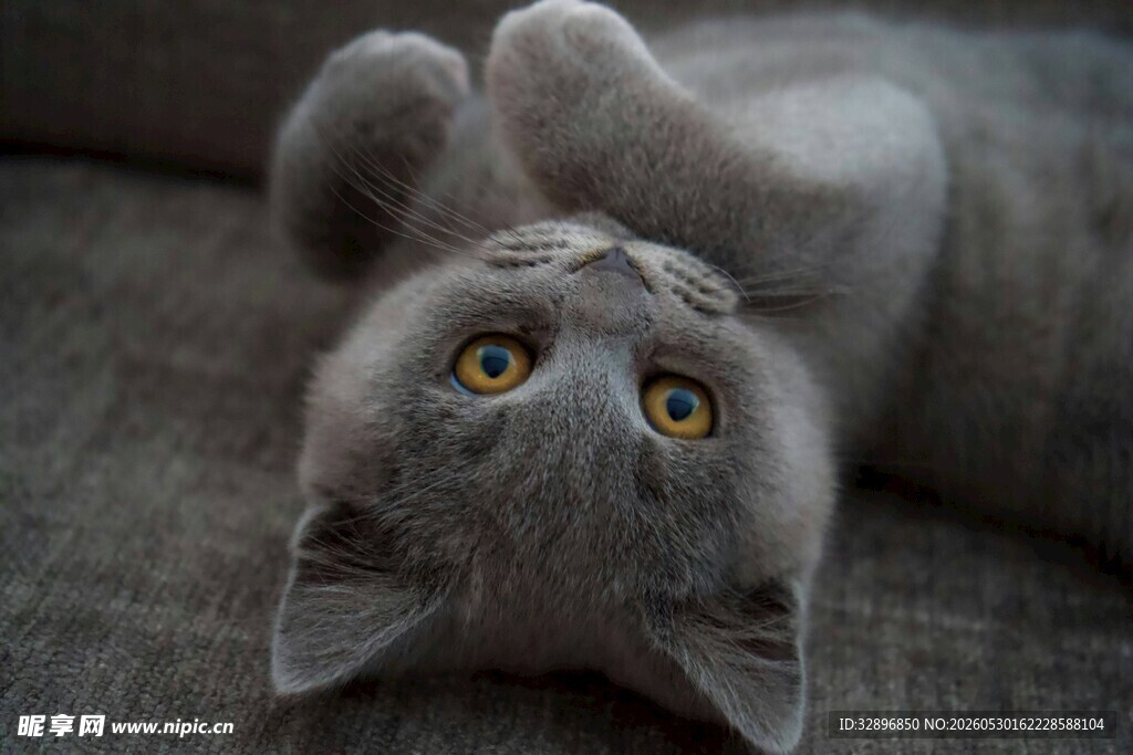 仰躺的可爱灰猫