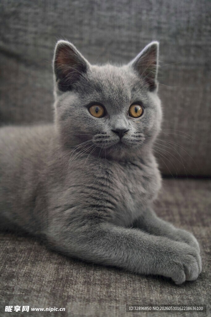 灰色猫咪惬意躺卧