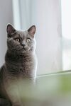 窗边可爱的灰猫