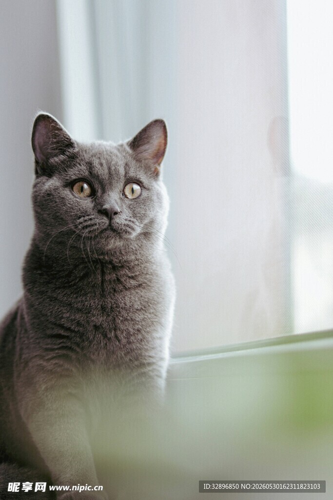 窗边可爱的灰猫