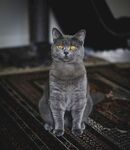 灰色猫咪端坐地毯上