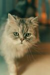 可爱长毛猫的专注瞬间