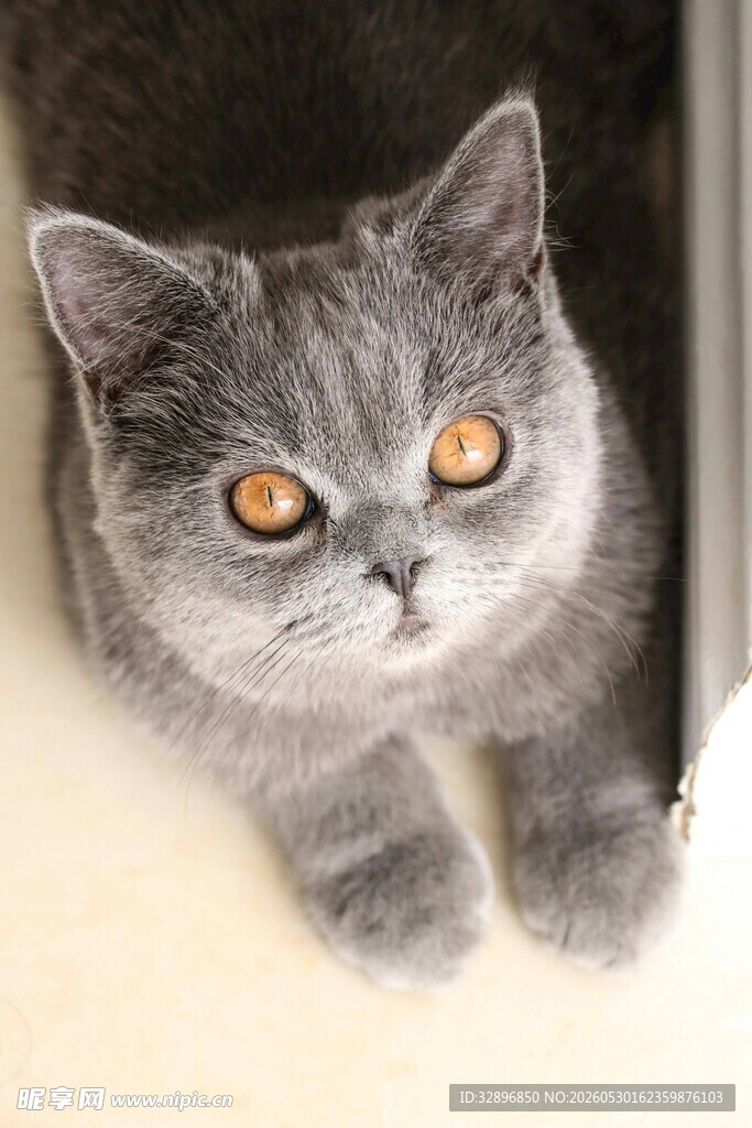 灰猫凝视