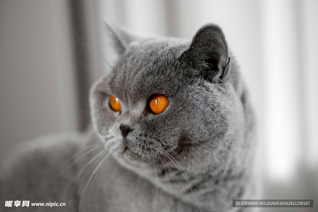 灰蓝猫咪的明亮黄眼睛
